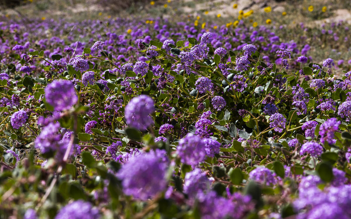 Desert sand-verbena blooms in a field of wildflowers off of Jubilee Pass Road in Death Valley N ...
