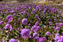 Desert sand-verbena blooms in a field of wildflowers off of Jubilee Pass Road in Death Valley N ...