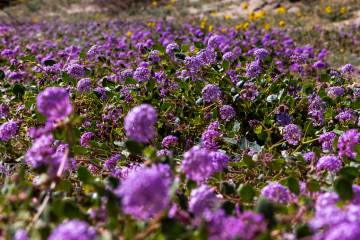 Desert sand-verbena blooms in a field of wildflowers off of Jubilee Pass Road in Death Valley N ...