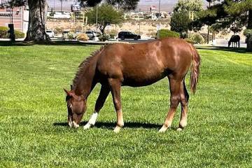 Zamora is one of the members of the now famous Calvada herd, a group of wild horses that regula ...