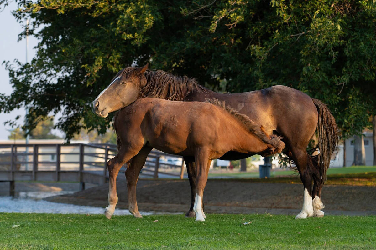 Zamora nurses from her mother, Rain, while the two hang out at the Calvada Eye. Both horses, al ...