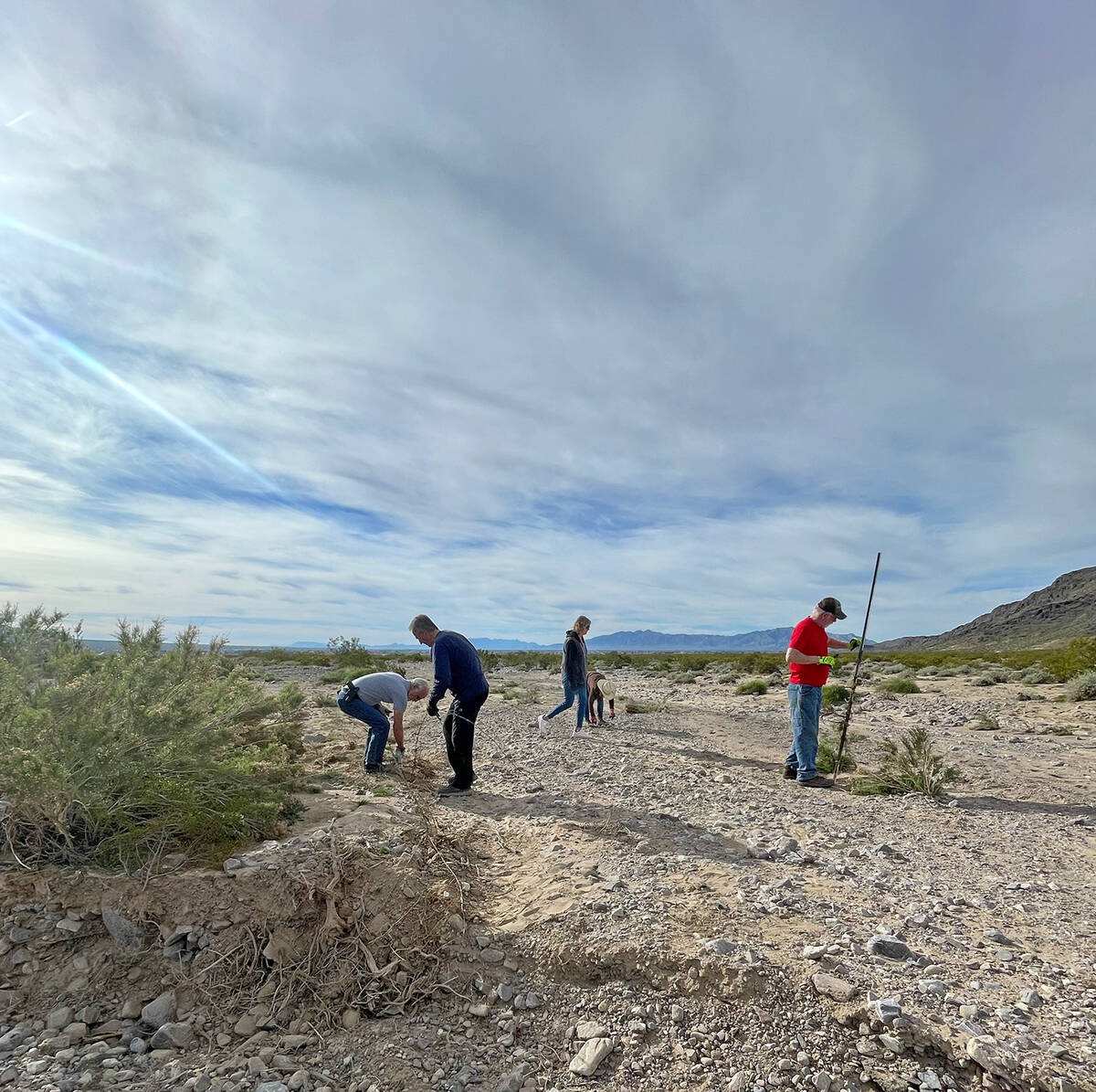 The drift fence that helps direct wild horses and burros away from the busy highway in the nort ...