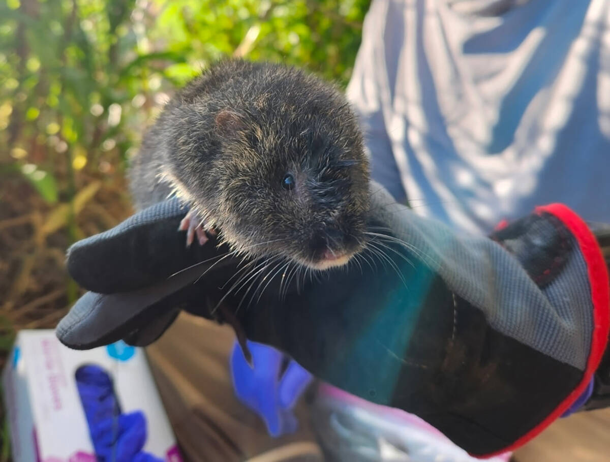 Vole Fest is returning to rural California on Saturday, March 21. The free three-part event is ...