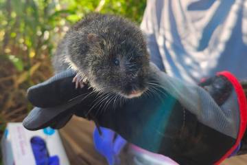 Vole Fest is returning to rural California on Saturday, March 21. The free three-part event is ...