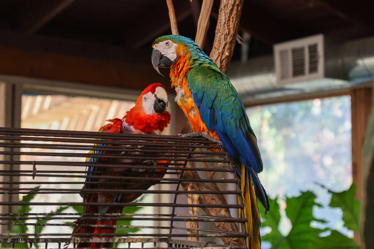 Two rescued macaws sit on a cage in Heidi Fleiss’ greenhouse on Wednesday, March 18, 2026, in ...