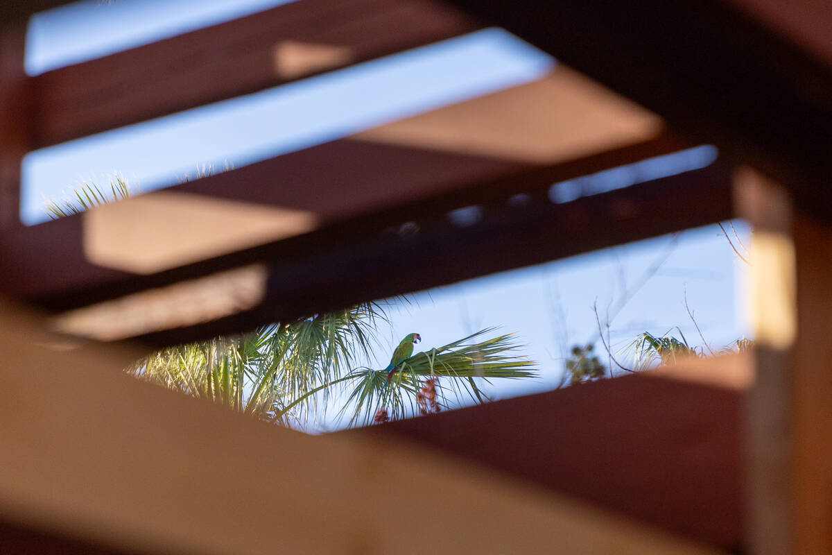 A macaw named Gin sits in a palm tree in Heidi Fleiss’ backyard on Wednesday, March 18, ...