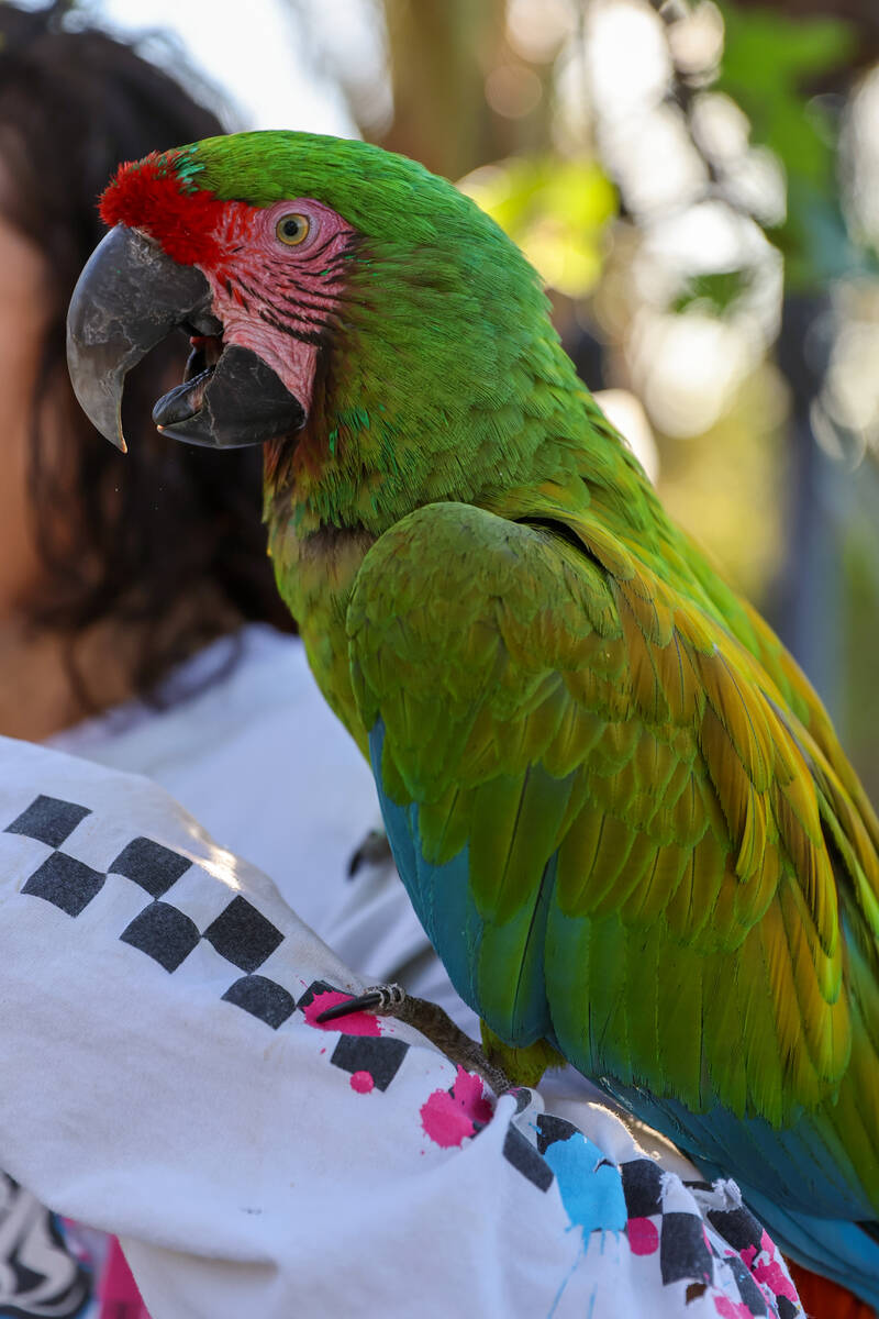 A macaw named Gin perches on Heidi Fleiss’s arm in her backyard on Wednesday, March 18, ...