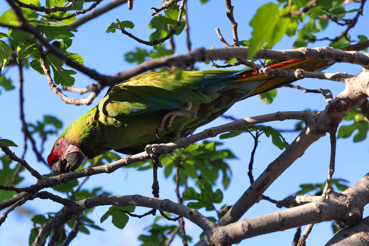 A macaw named Gin perches in a fig tree in Heidi Fleiss’ backyard on Wednesday, March 18 ...