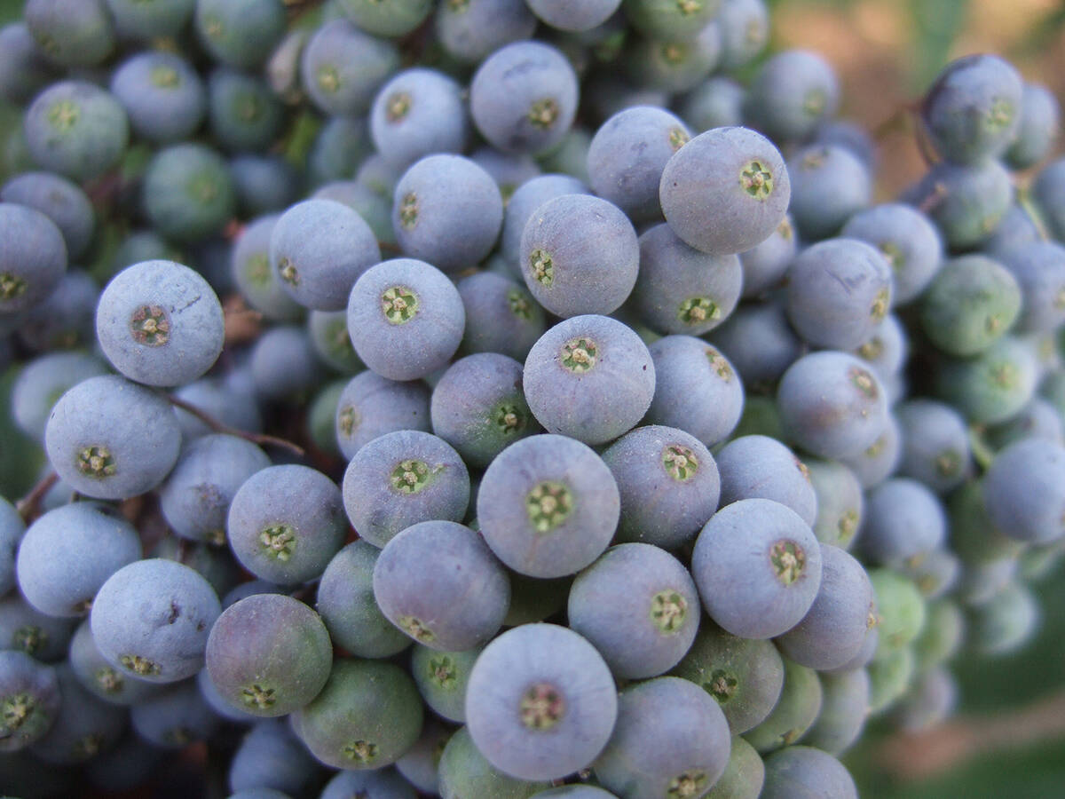 The Spring Creek students proposed the idea of the blue elderberry as Nevada’s state fruit to ...