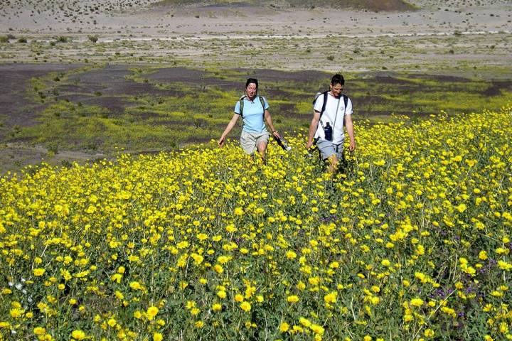 More than 1.32 million people visited Death Valley National Park last year. (NPS/nps.gov)