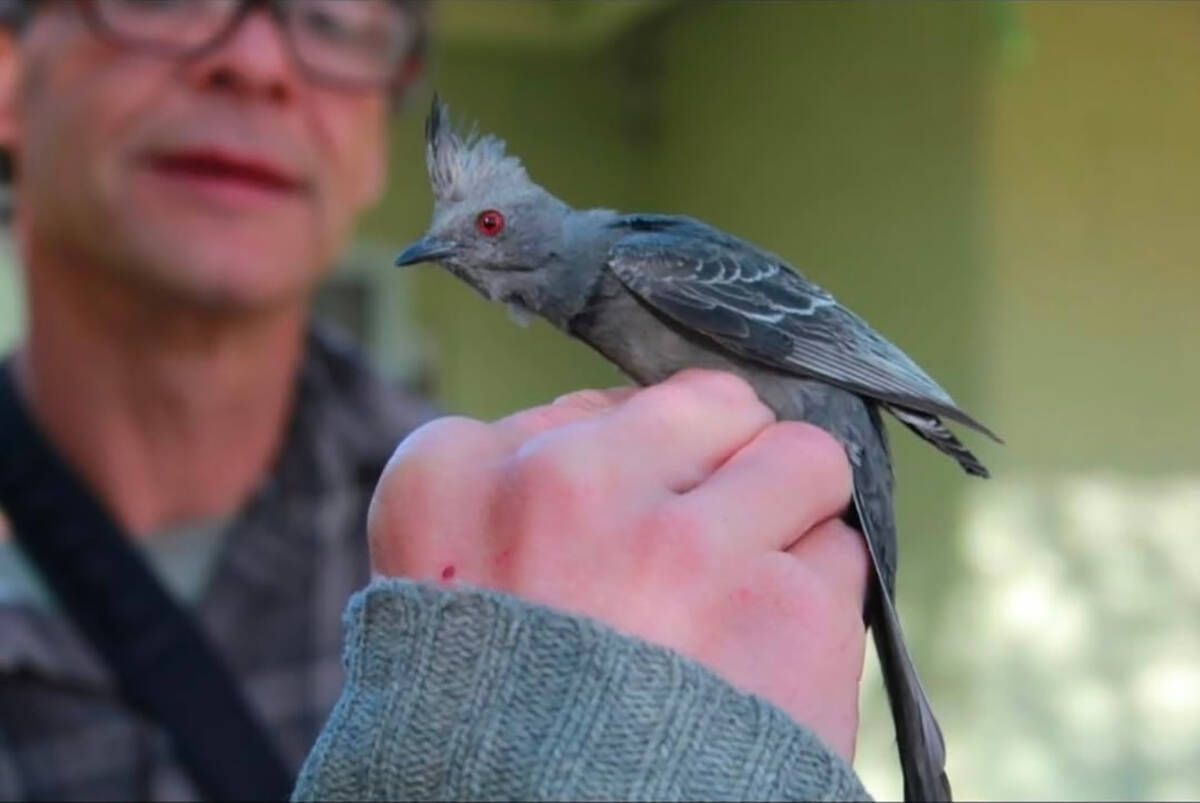 Friends of the Amargosa Basin will be hosting a bird walk event titled “Birding with Len Warr ...