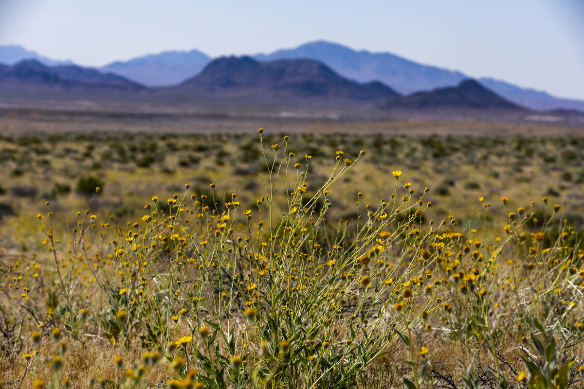 Wildflowers stretch for miles off the Rock Valley Wash as proponents seek support in the potent ...
