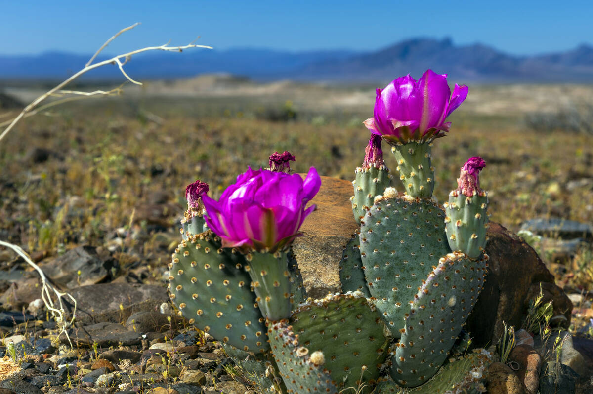 Cactus bloom near Ash Meadows National Wildlife Refuge on Wednesday, April 1, 2026, in Amargosa ...