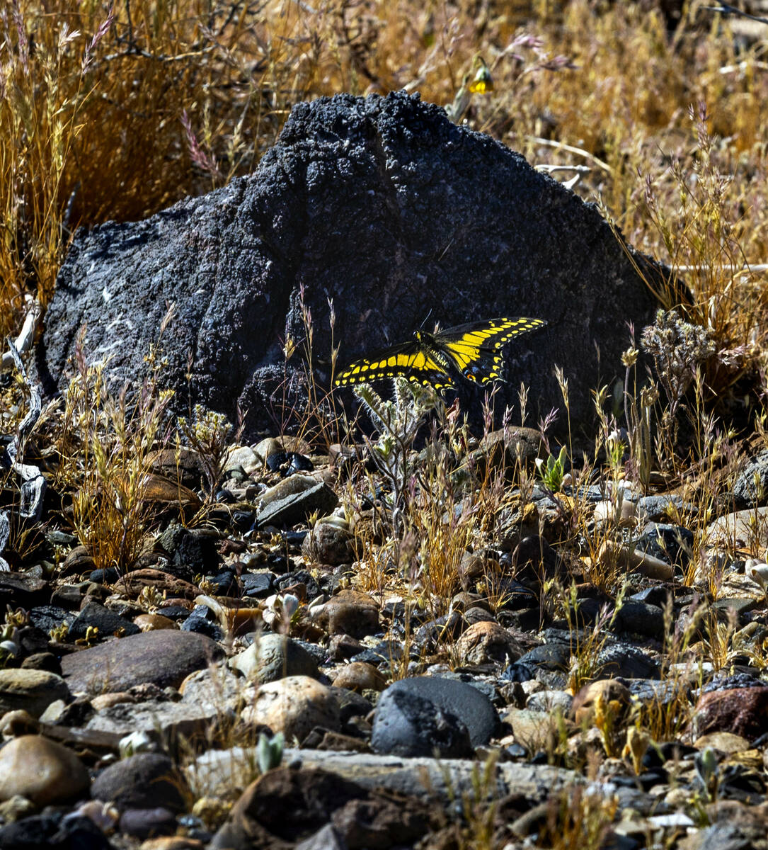 A yellow butterfly gathers pollen Wednesday, April 1, 2026, in Amargosa Valley. (L.E. Baskow/La ...