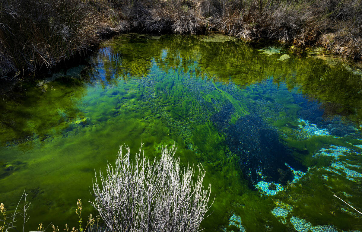 Fairbanks Spring is seen in Ash Meadows National Wildlife Refuge Wednesday, April 1, 2026, in A ...