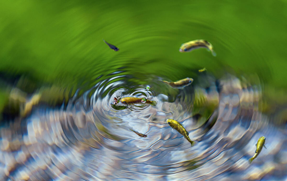 Ash Meadows Amargosa pupfish pursue a bug in the water at Fairbanks Spring within Ash Meadows N ...