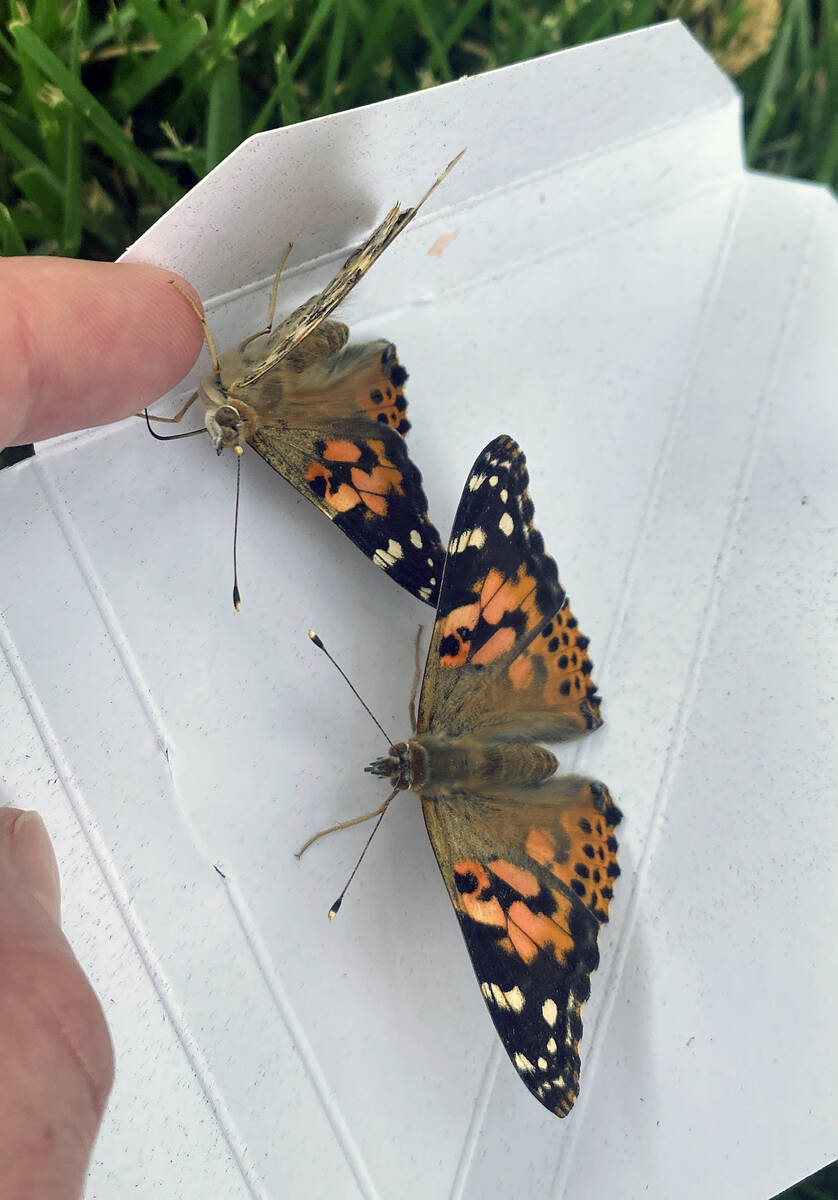 Nathan Adelson Hospice's annual Celebration of Life - Live Butterfly Release will take place Ap ...