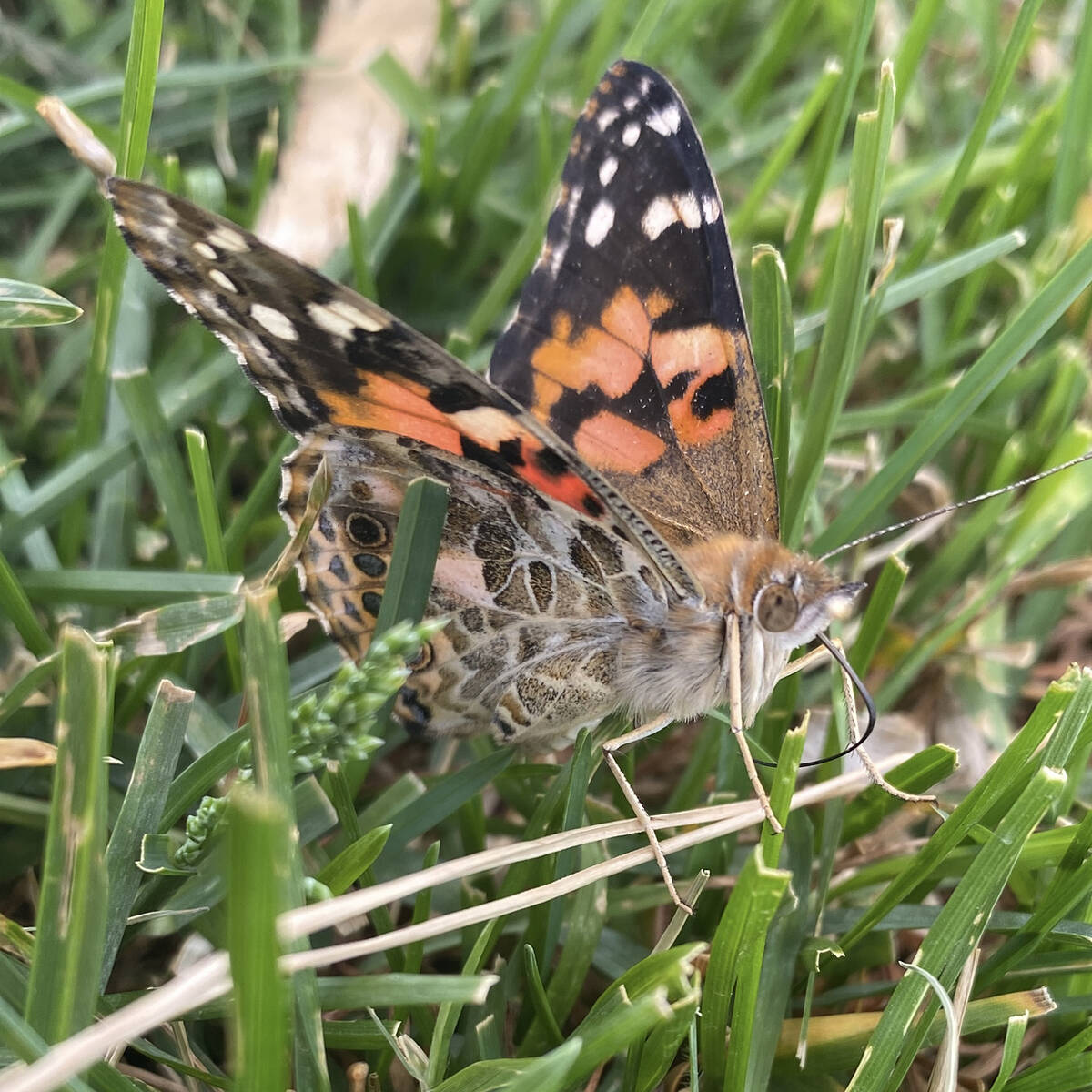 A Painted Lady butterfly rests in the grass, allowing its wings and body to absorb the warmth o ...