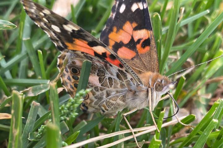 A Painted Lady butterfly rests in the grass, allowing its wings and body to absorb the warmth o ...