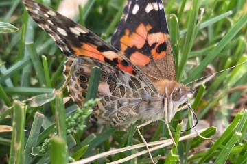 A Painted Lady butterfly rests in the grass, allowing its wings and body to absorb the warmth o ...