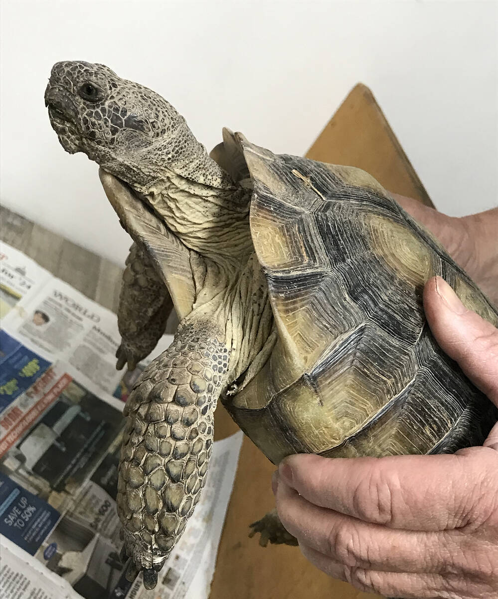 One of the always-popular exhibits at the annual Earth/Arbor Day Celebration features a desert ...