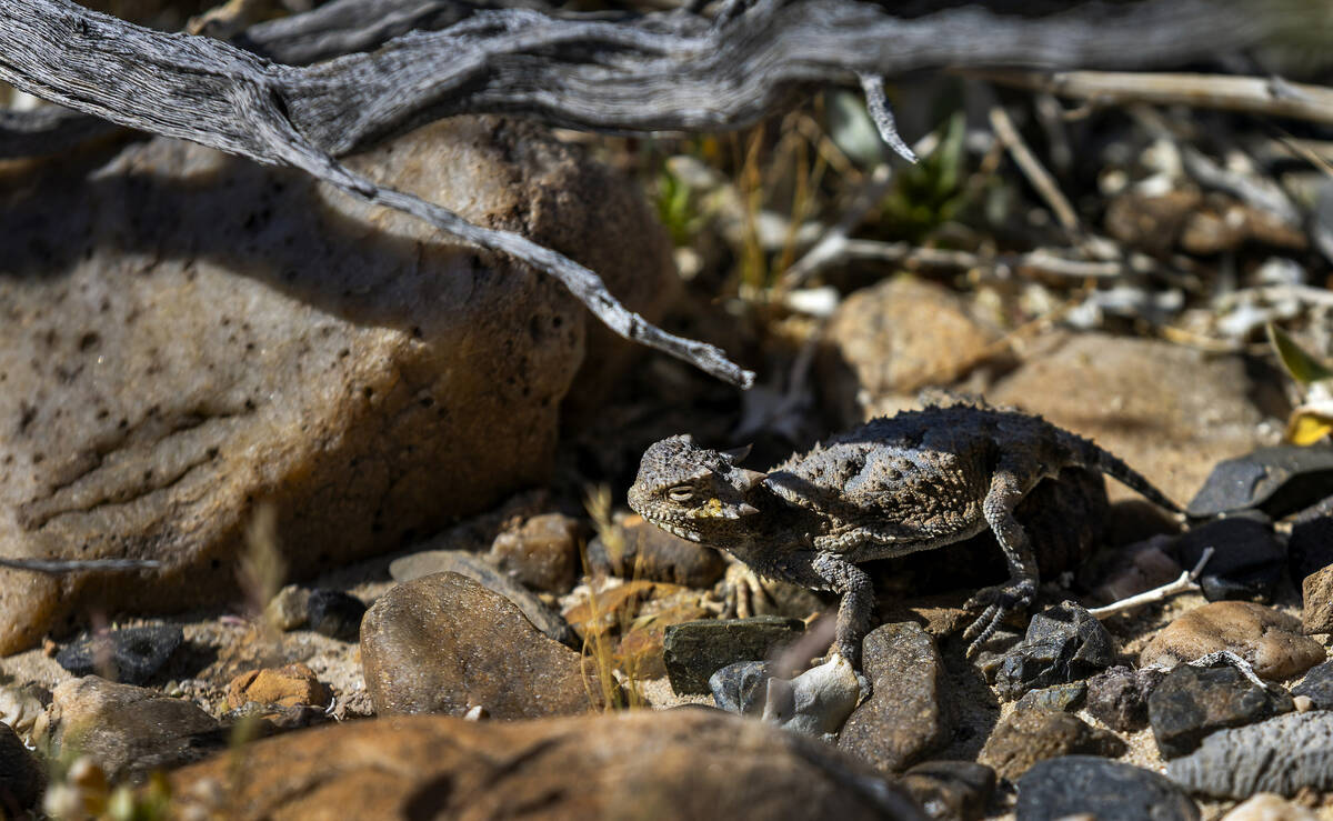 A Desert Horned Lizard suns himself along the GridLiance West transmission project road near As ...