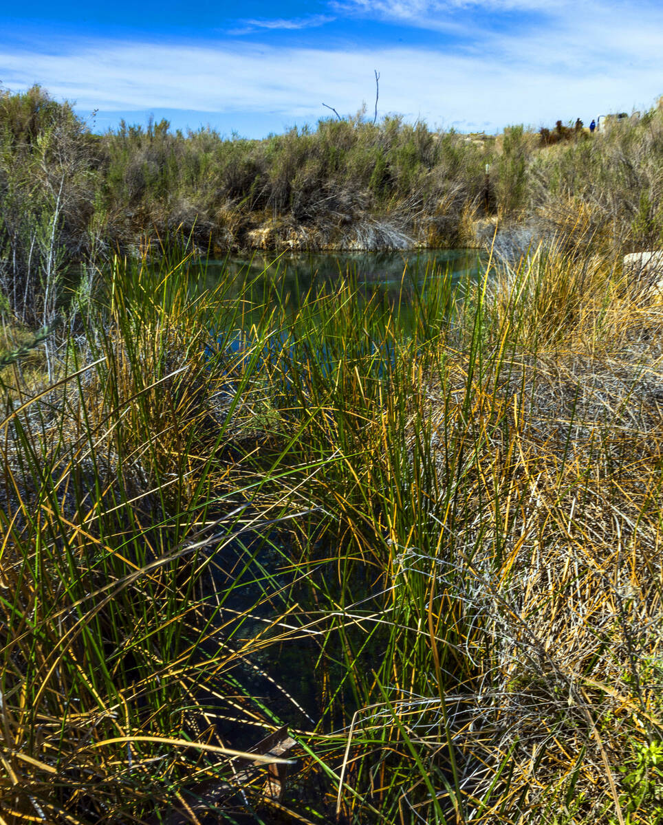 Water flows from Fairbanks Springs in Ash Meadows National Wildlife Refuge on Wednesday, April ...