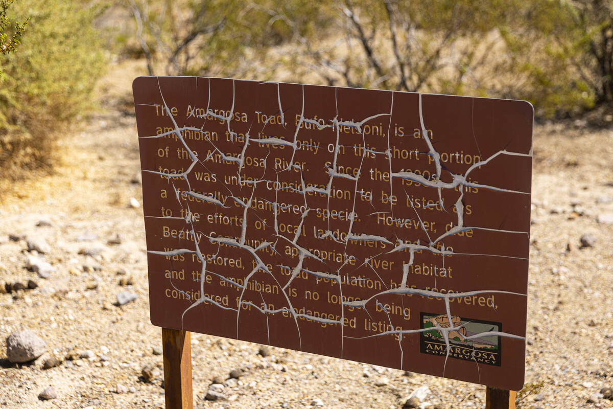 A worn sign notes conservation efforts made for the Amargosa Toad near the Amargosa River by 2n ...