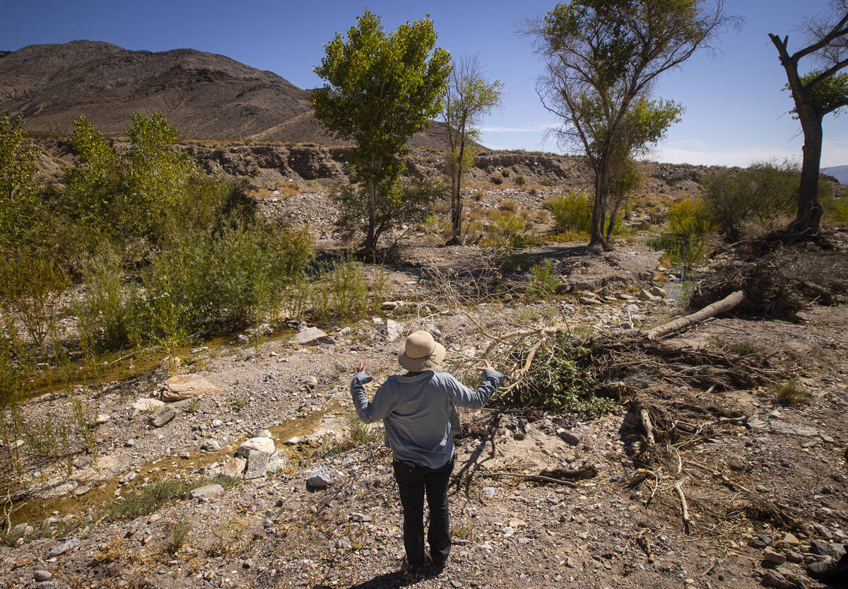 Amina Anderson, who manages the Torrance Ranch Preserve, shows dried up areas of the Amargosa R ...