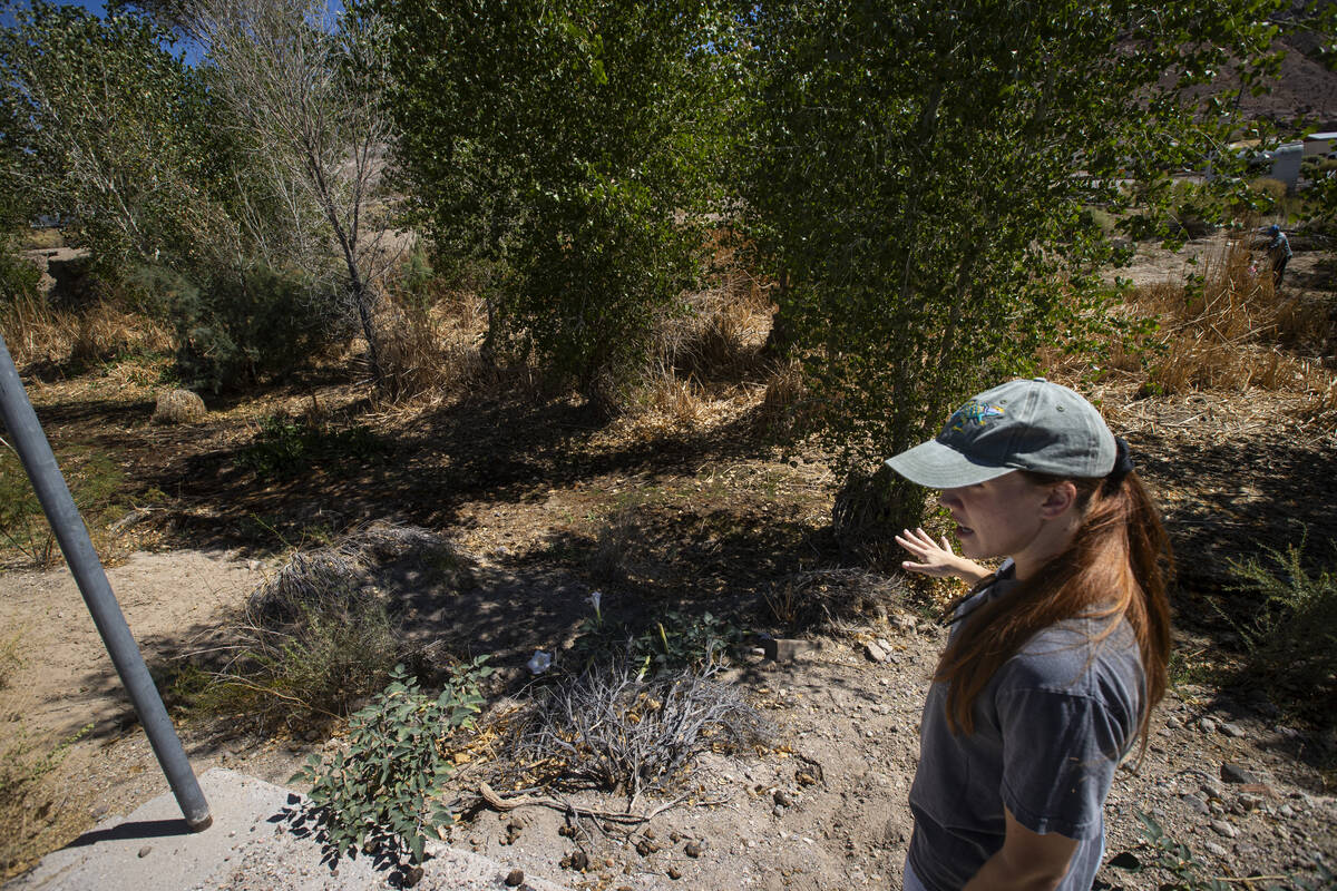 Beatty resident Autumn Arroyo shows areas where parts of the Amargosa River dried up near 2nd a ...