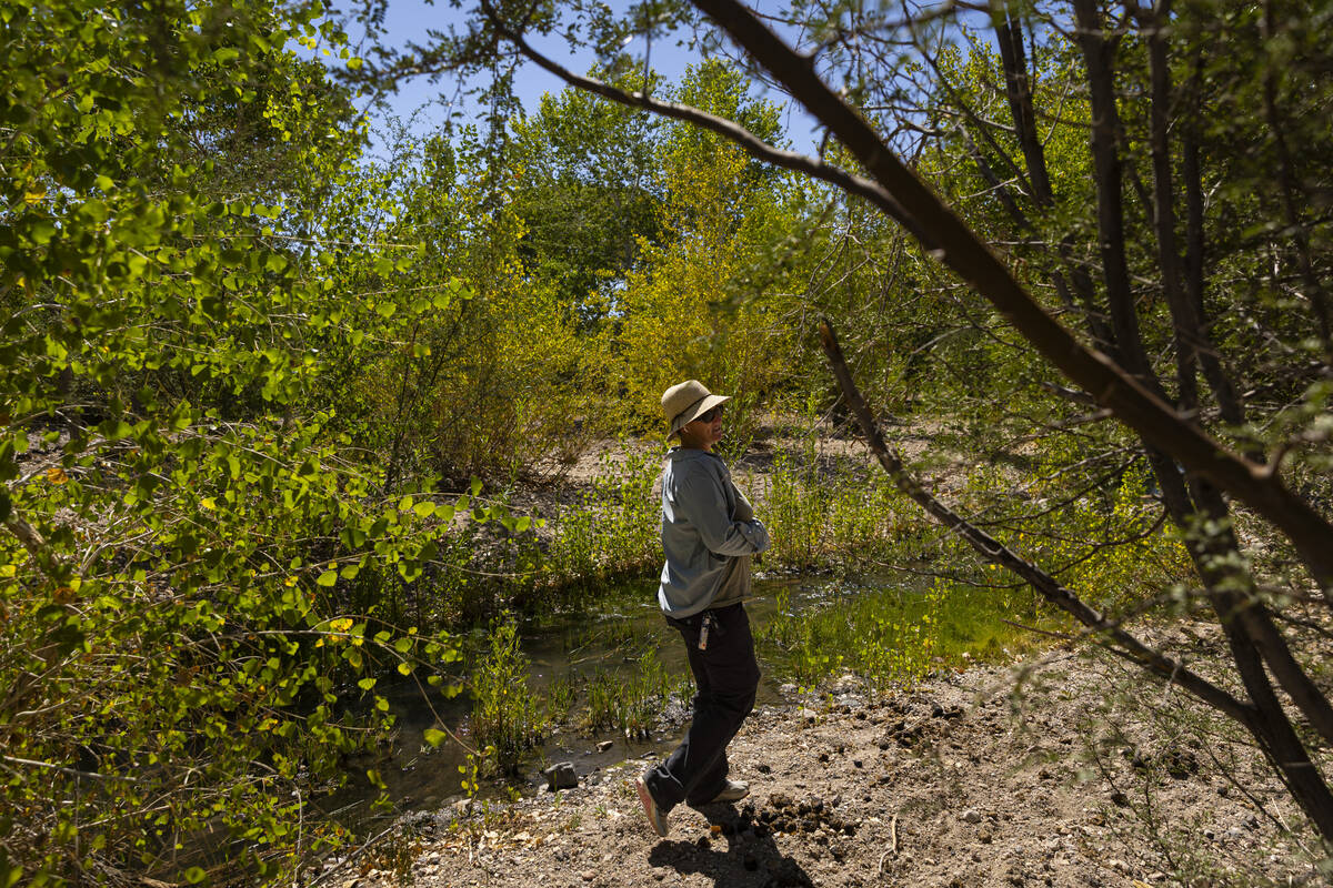 Amina Anderson, who manages the Torrance Ranch Preserve, shows an area of the Amargosa River in ...