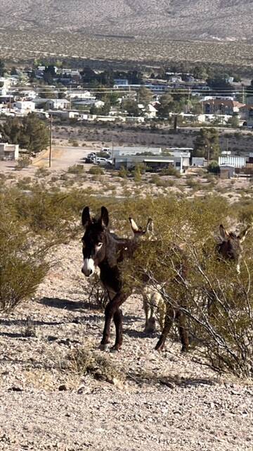 With Pahrump in the background, these curious burros are not at all afraid of the all-terrain v ...