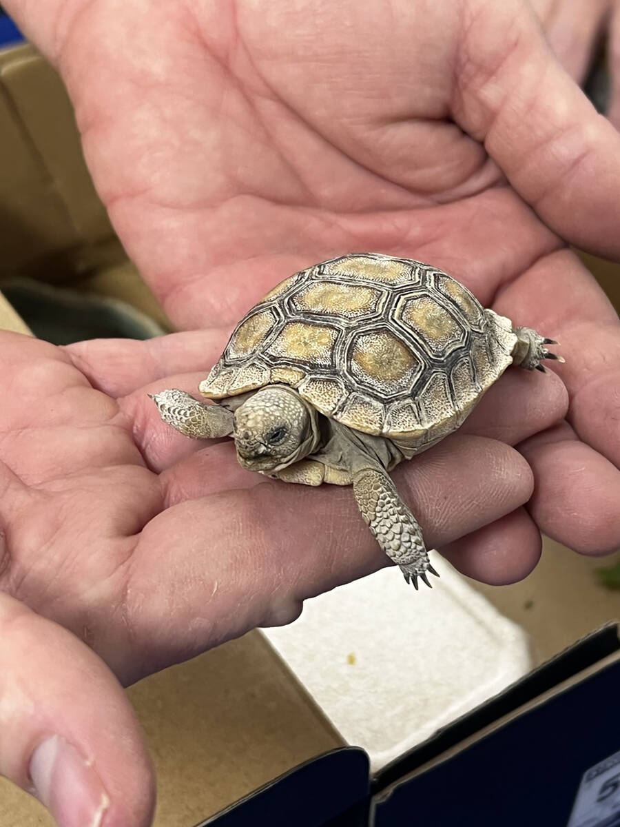 Desert Tortoise are an icon of the southwest and each year, a specimen is included in the Pahru ...