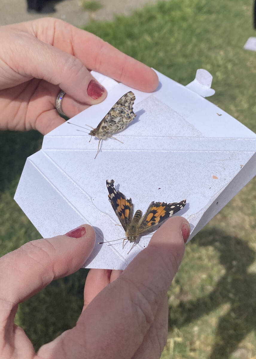 The Celebration of Life - Live Butterfly Release included dozens of painted lady butterflies, t ...