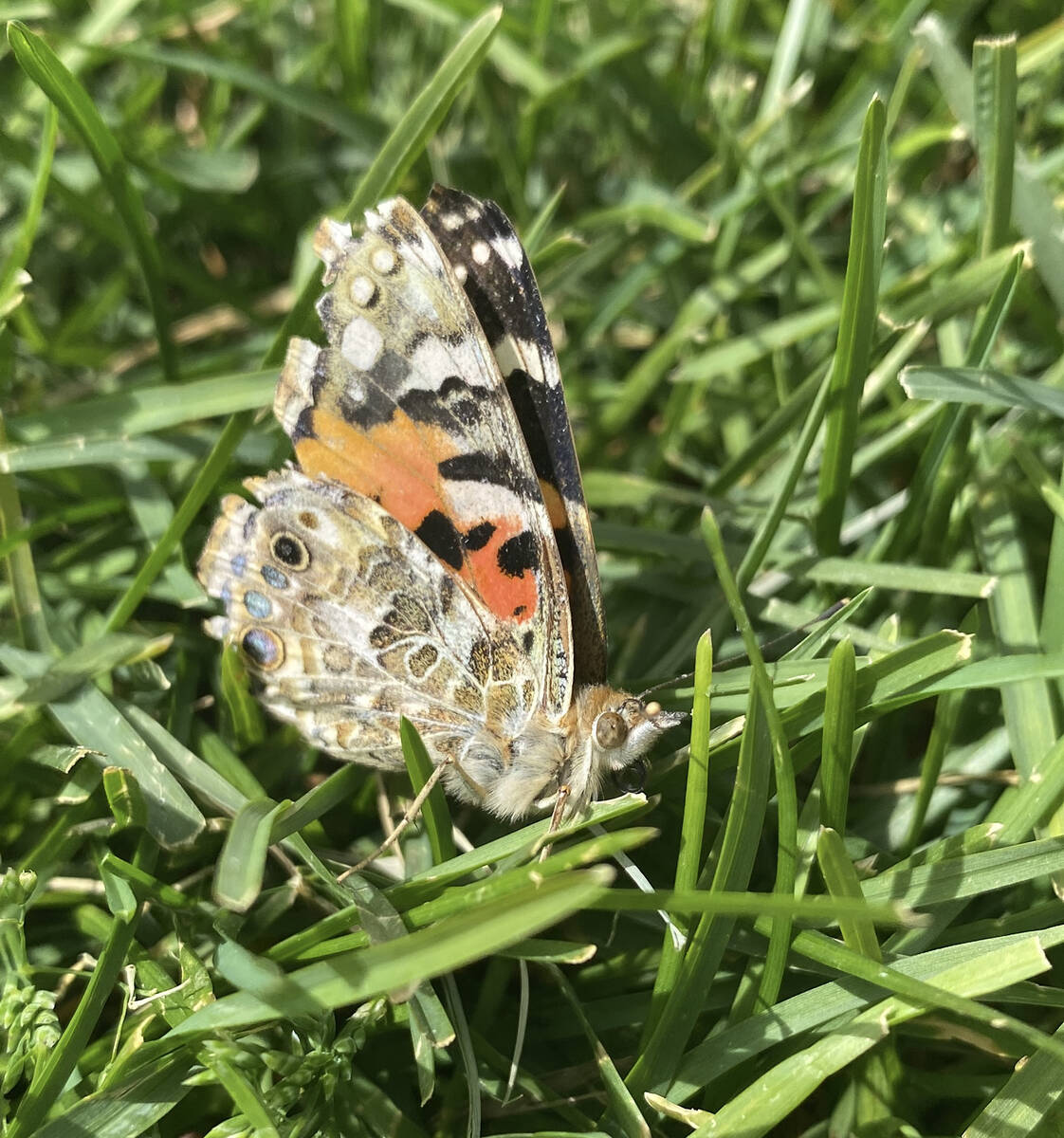 The Celebration of Life - Live Butterfly Release culminated in the release of dozens of delicat ...