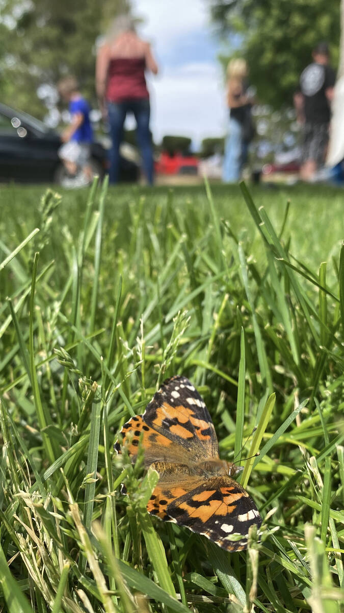 Nathan Adelson Hospice hosted its annual Celebration of Life - Live Butterfly Release on Sunday ...