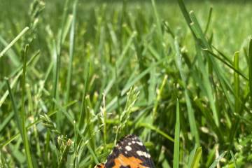 Nathan Adelson Hospice hosted its annual Celebration of Life - Live Butterfly Release on Sunday ...