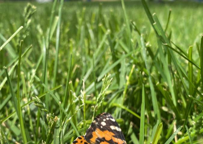 Nathan Adelson Hospice hosted its annual Celebration of Life - Live Butterfly Release on Sunday ...