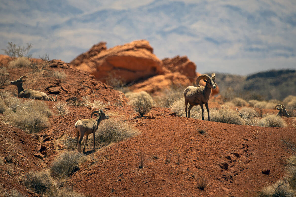 Bighorn sheep roam the land at Valley of Fire State Park on Tuesday, June 8, 2021. (Chase Steve ...