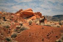 Bighorn sheep roam the land at Valley of Fire State Park on Tuesday, June 8, 2021. (Chase Steve ...