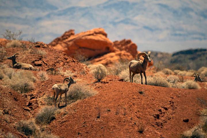 Bighorn sheep roam the land at Valley of Fire State Park on Tuesday, June 8, 2021. (Chase Steve ...
