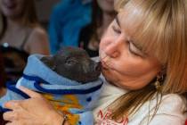 The Pahrump Moose Lodge hosted the Kiss a Pig Campaign throughout March and April, with Communi ...