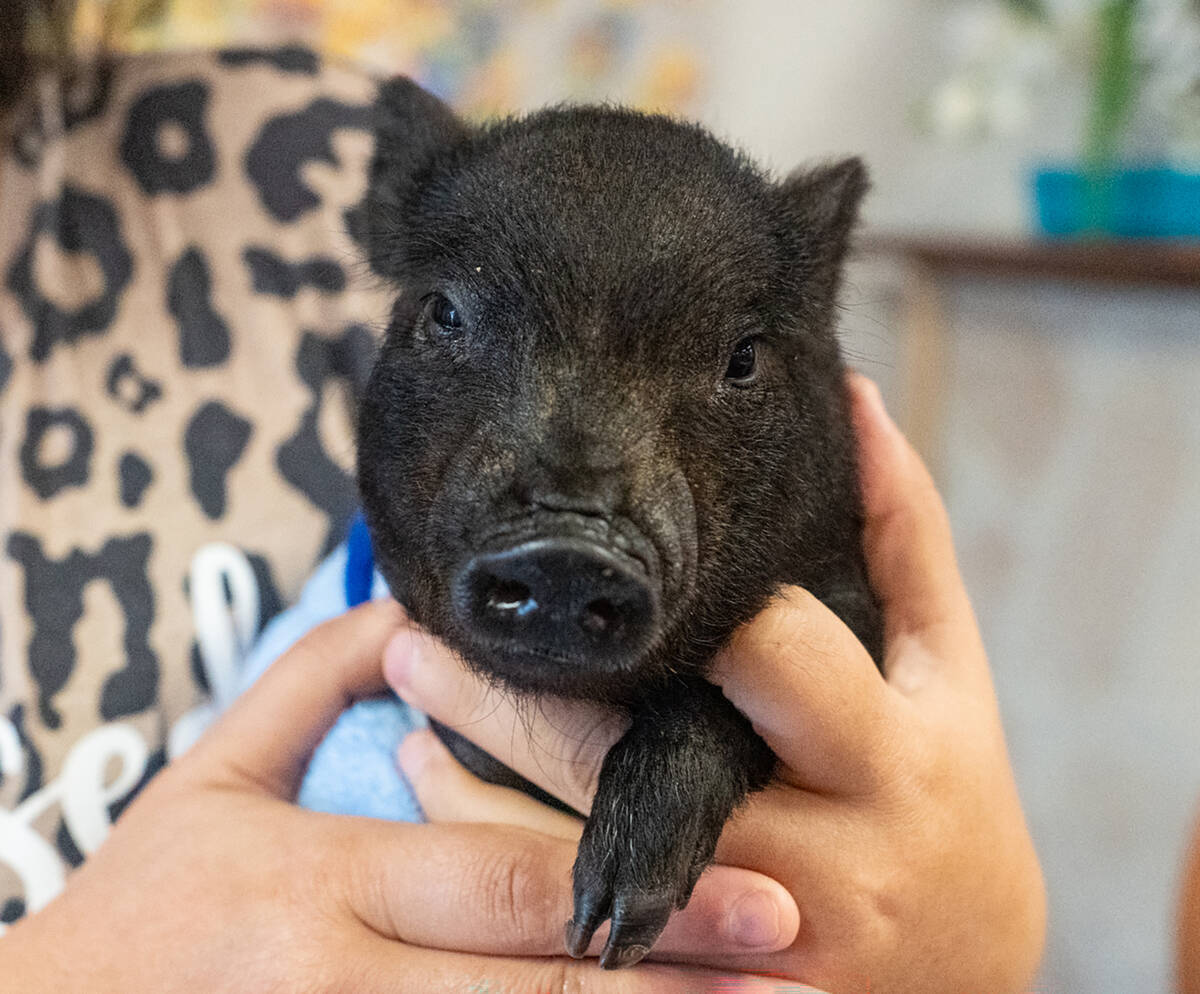 RNG Farms helped out the Moose Lodge's Kiss a Pig Campaign by providing an adorable little pig ...