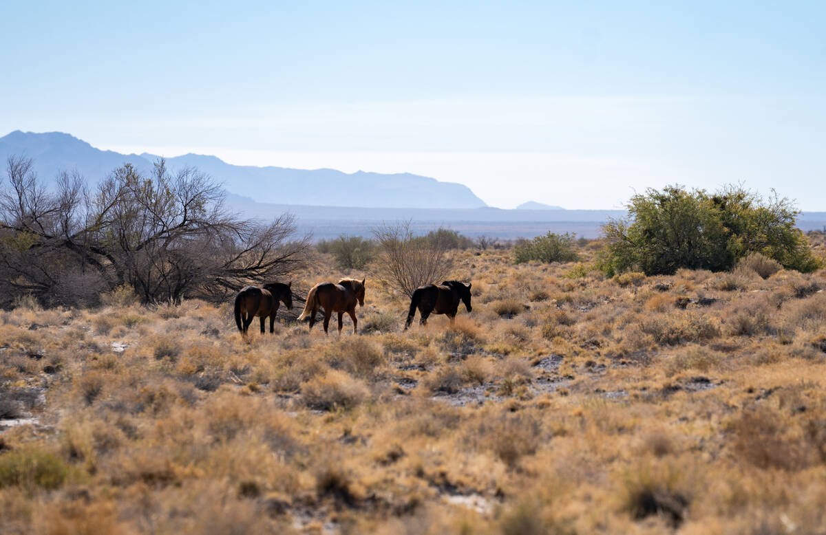 Wild horses roam near Ash Meadows National Wildlife Refuge on Oct. 29, 2025, in Amargosa Valley ...