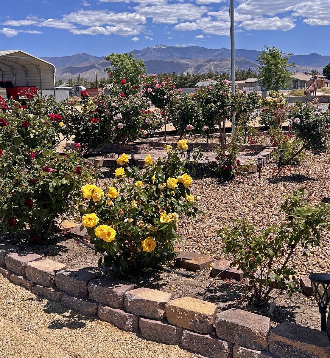 Lloyd Hunter's home was a part of last year's annual Landscape Tour put on by the Pahrump Valle ...