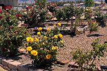 Lloyd Hunter's home was a part of last year's annual Landscape Tour put on by the Pahrump Valle ...