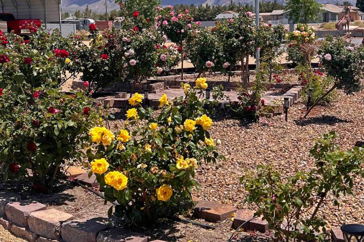 Lloyd Hunter's home was a part of last year's annual Landscape Tour put on by the Pahrump Valle ...