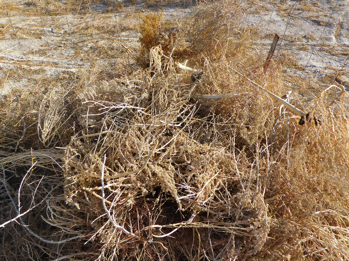 During Controlled Burn Season in Pahrump, yard debris, including weeds, grass clippings, tree l ...
