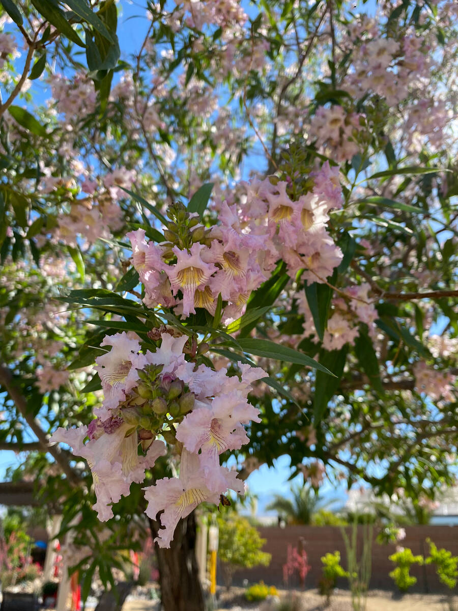 The Pahrump Valley Garden Club's 18th Annual Landscape Tour. (Robin Hebrock/Pahrump Valley Times)