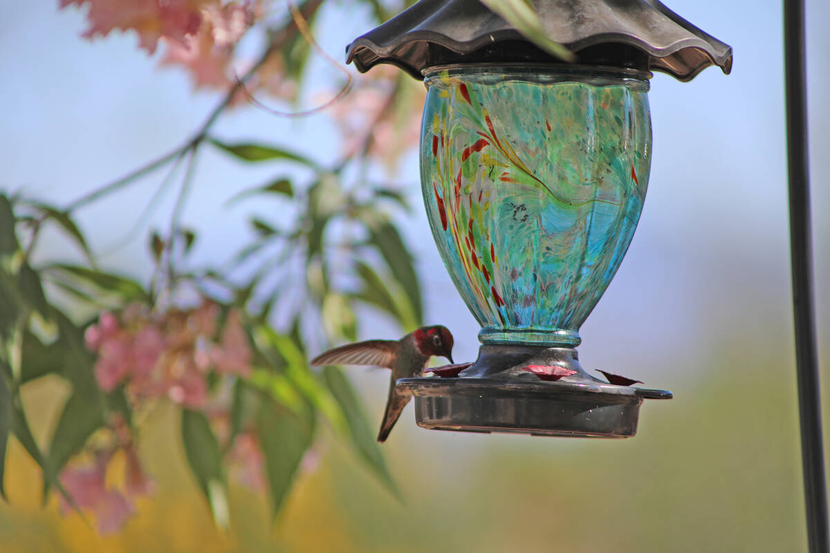 A hummingbird perches daintily on a feeder hanging from a Pink Dawn tree at site two on the Pah ...